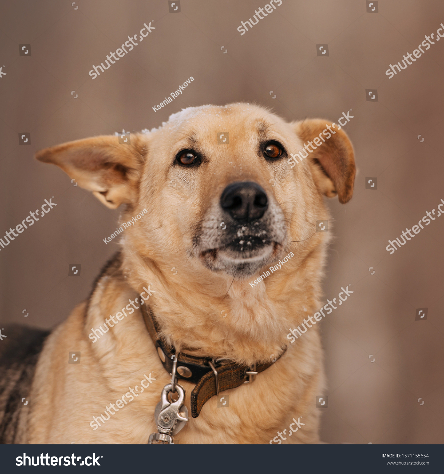 shepherdmixdogportraitoutdoorsinwinter