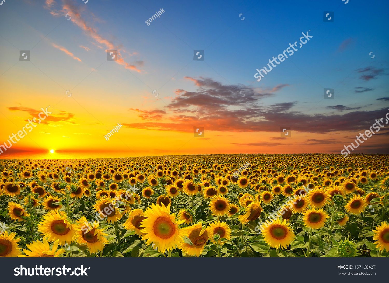 field of blooming sunflowers on a background sunset