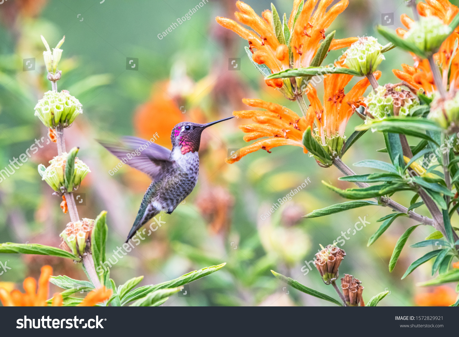 Anna's Hummingbird at Golden Gate Park in San Francisco  California.
