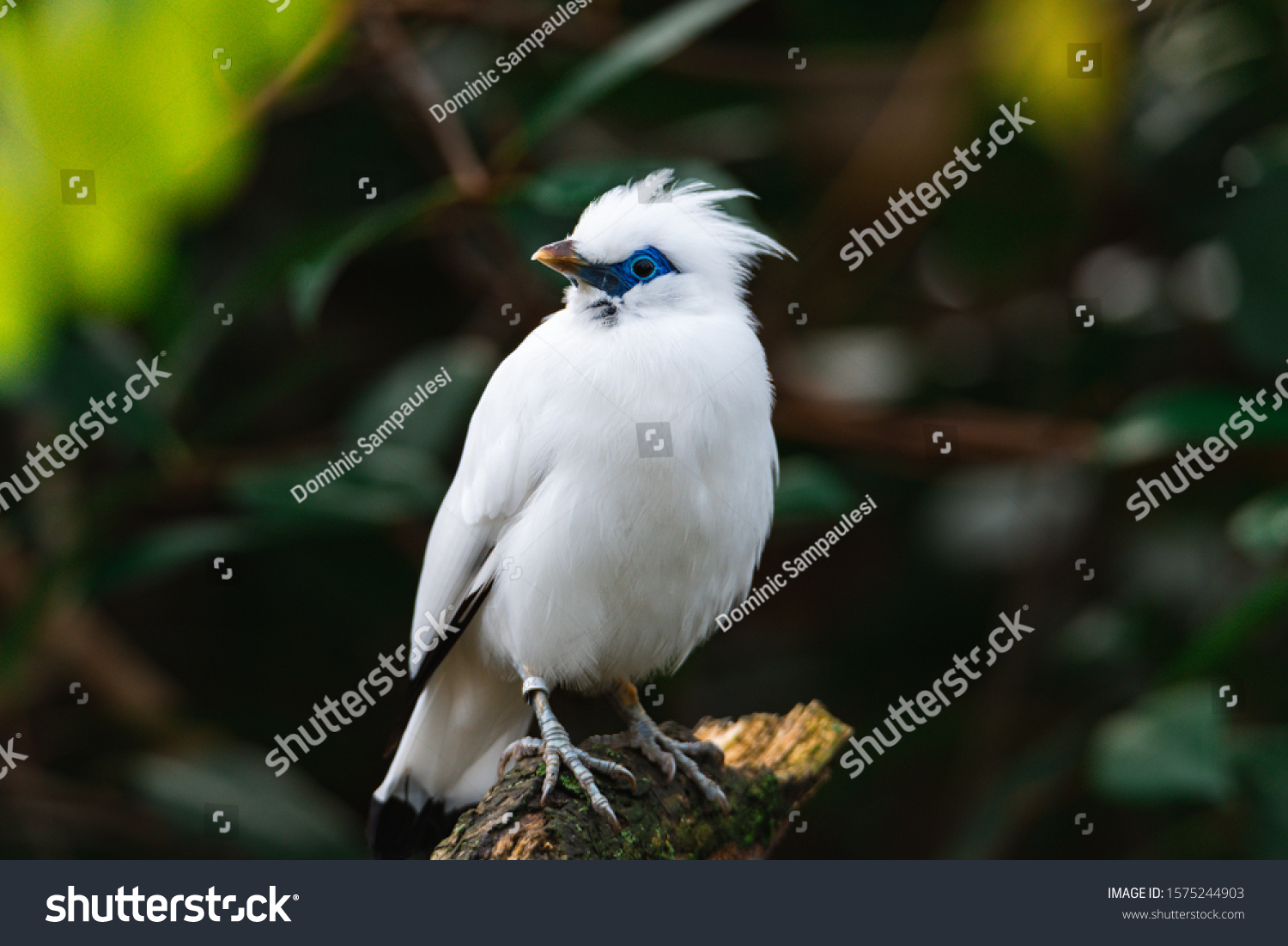 little bird perched on a branch