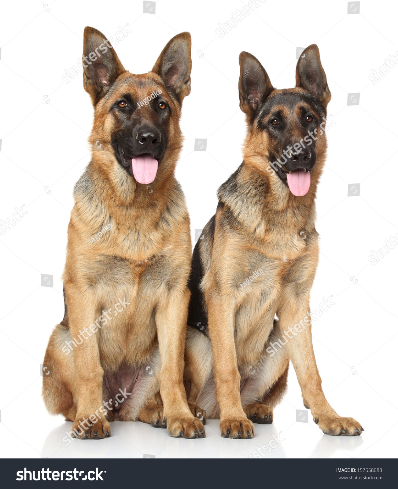 two german shepherd dogs on white background