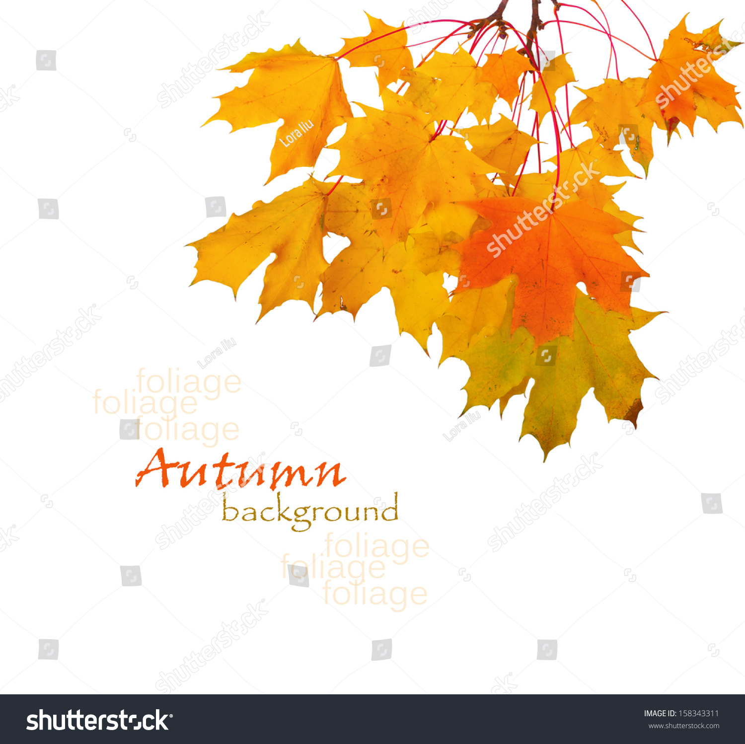 Autumn maple branch with leaves isolated on a white background