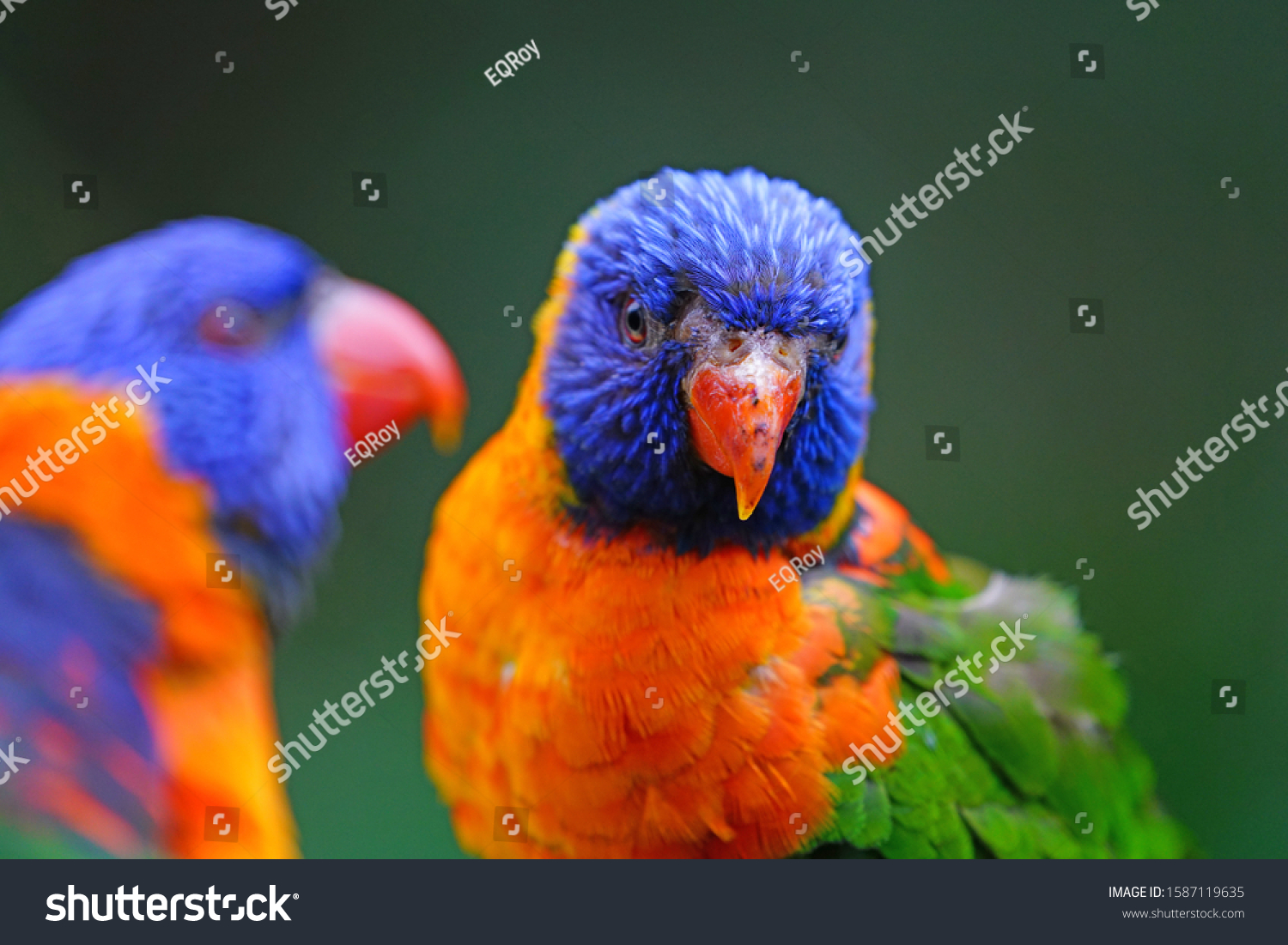 View of two colorful lorikeet birds in Melbourne  Australia