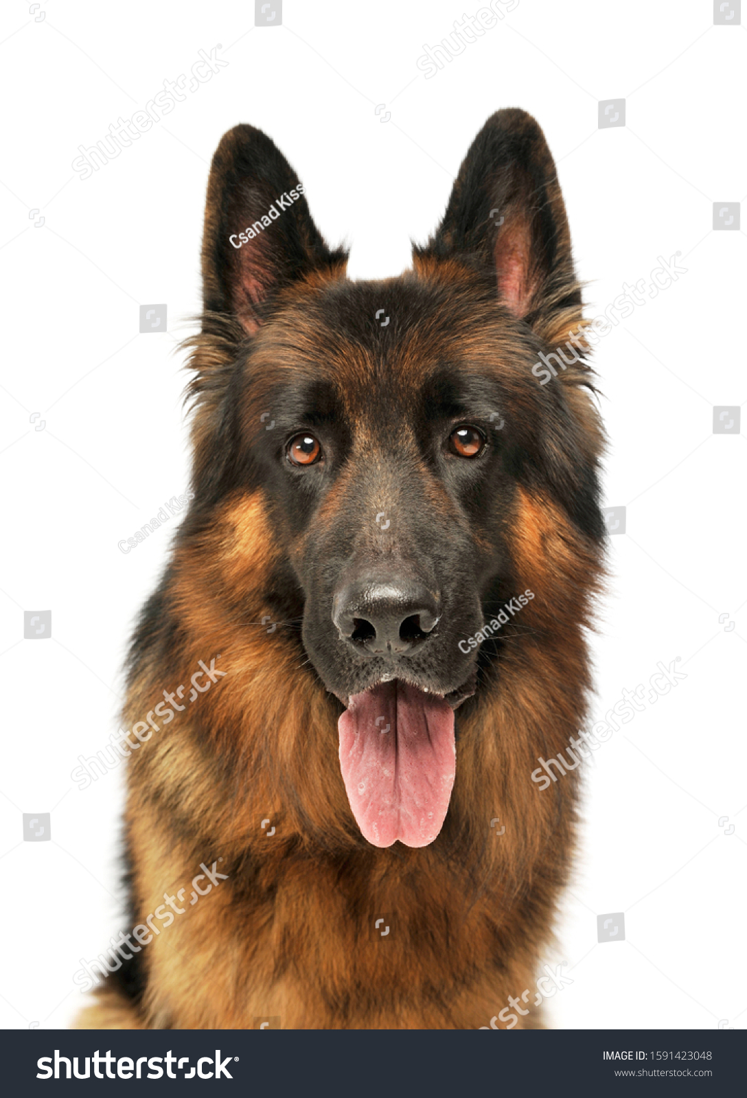 portrait of an adorable german shepherd looking at the camera