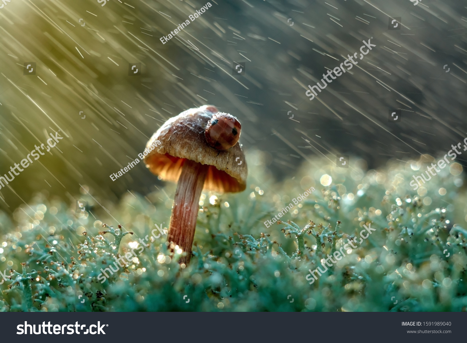 ladybug on a mushroom in the rain
