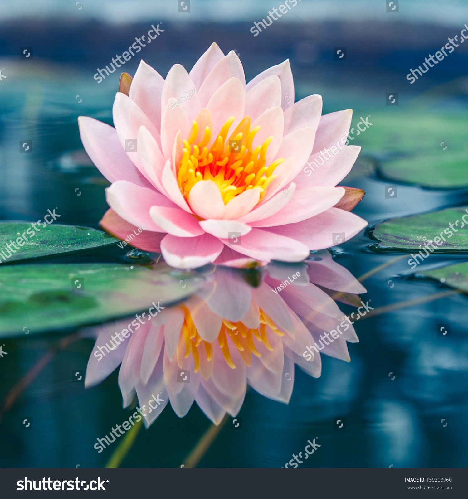 A beautiful pink waterlily or lotus flower in pond