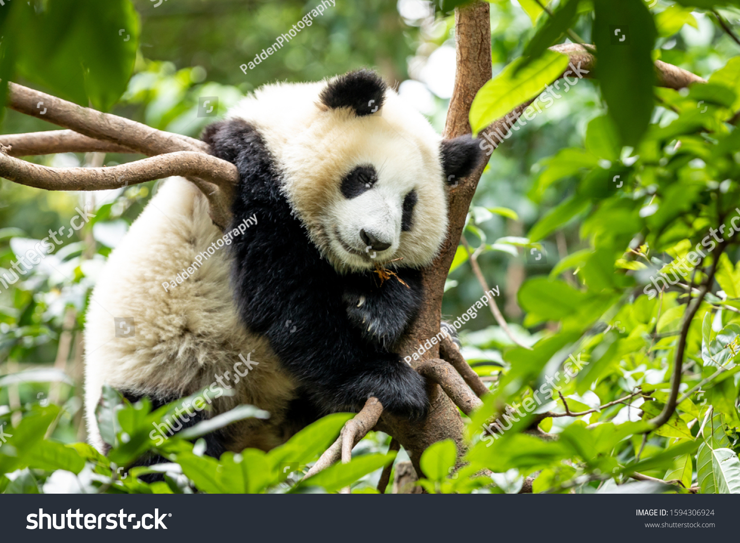 pandas，pandas教程