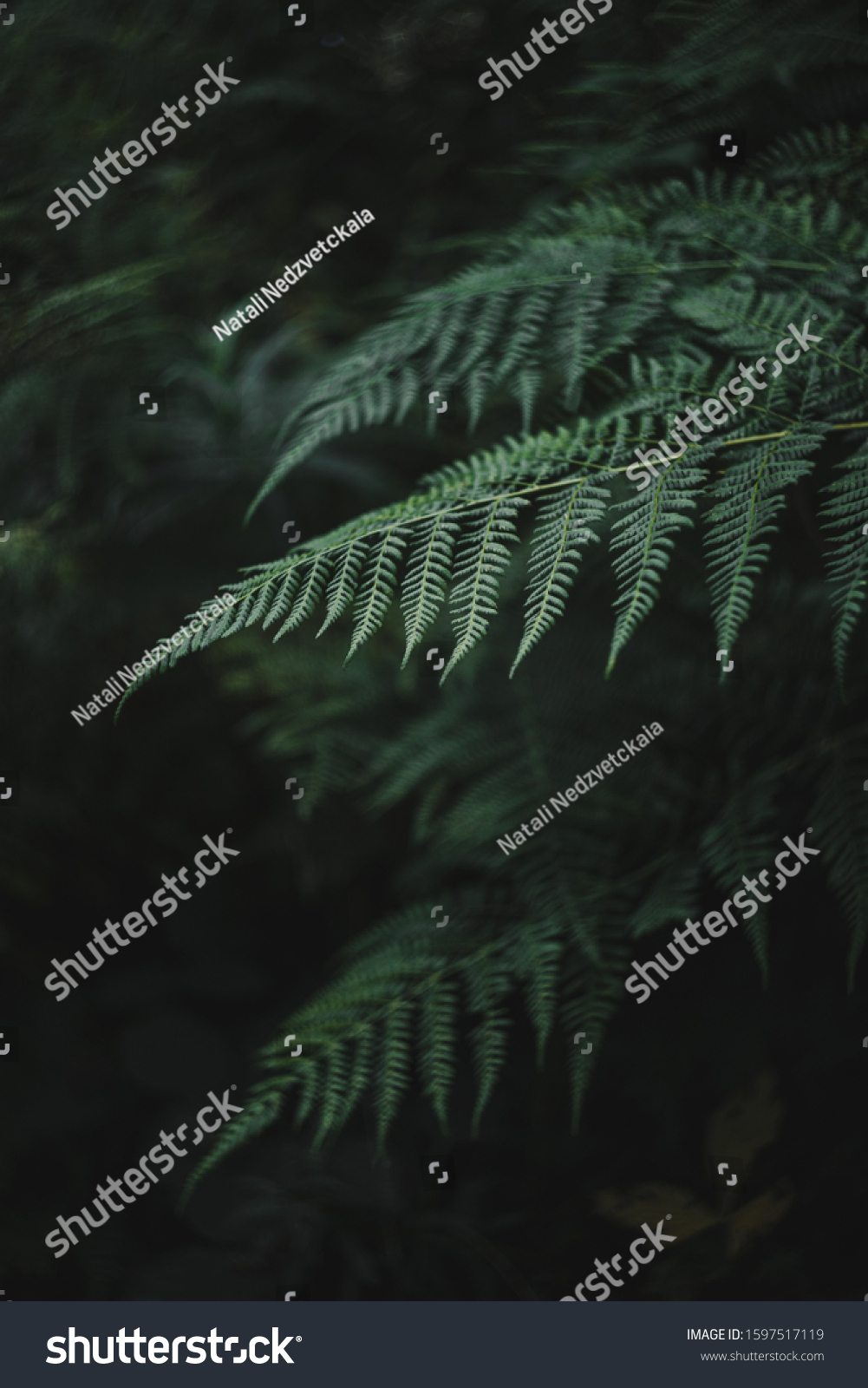 Fern leaves in the deep dark forest