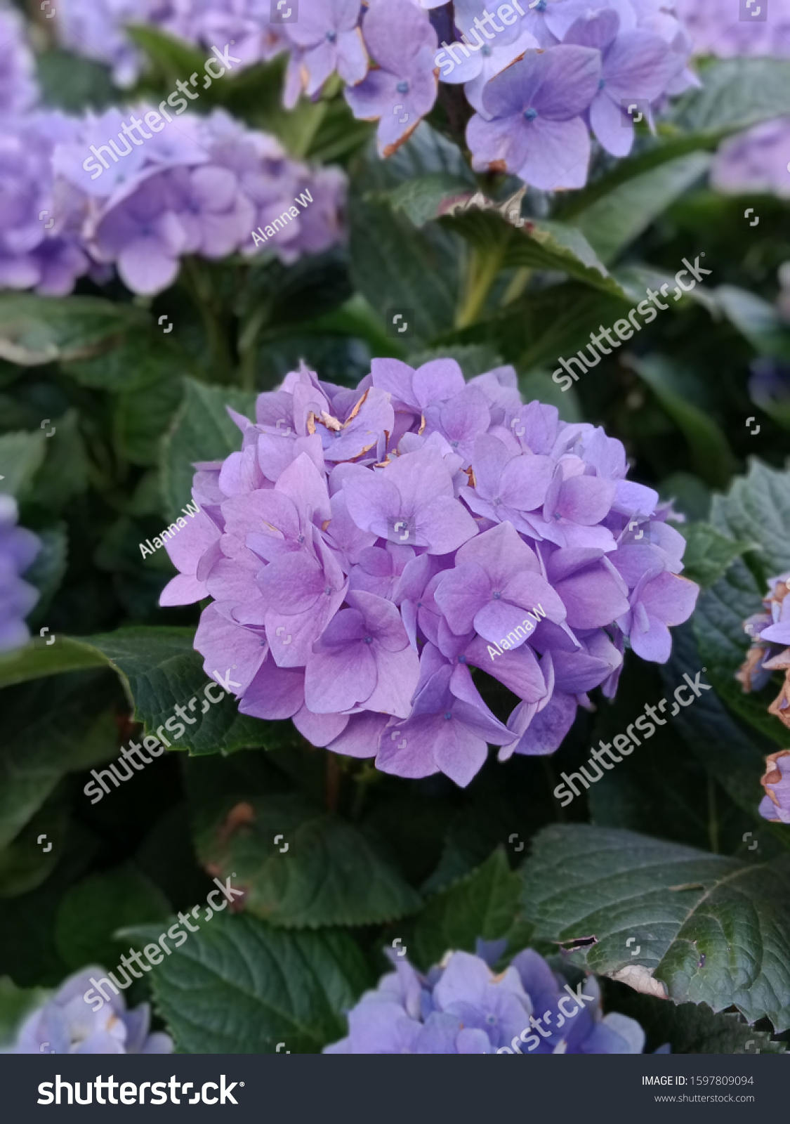 purple and blue hydrangea bush in a backyard in melbourne