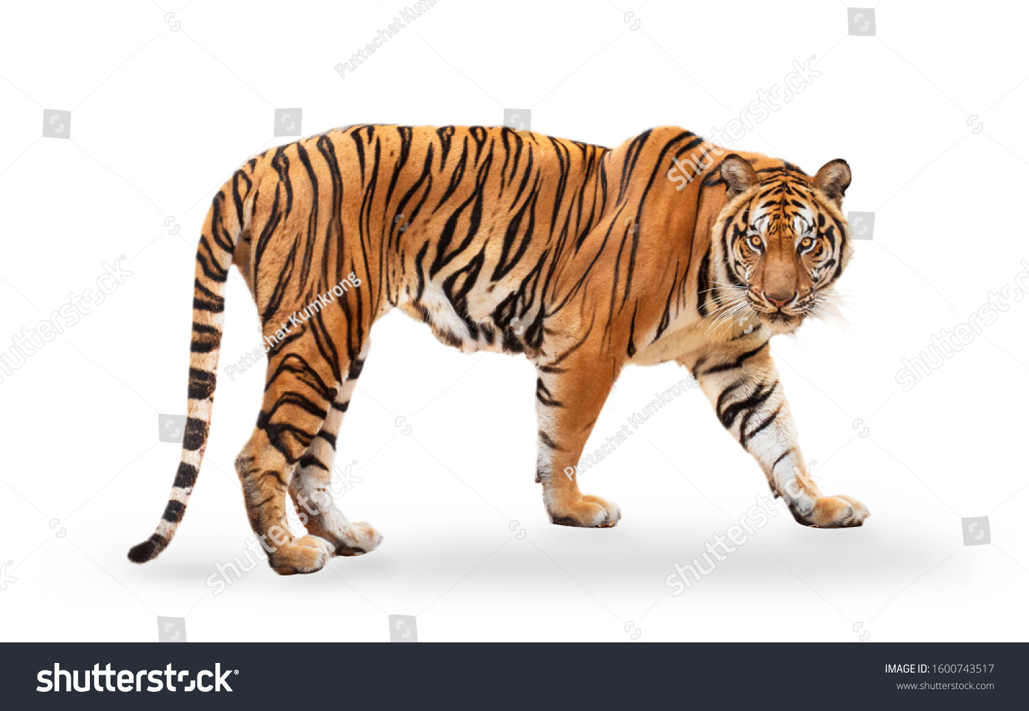 皇家老虎（P. T. Corbetti）在包括白色背景剪裁路径上隔离。老虎盯着它的猎物。猎人概念。