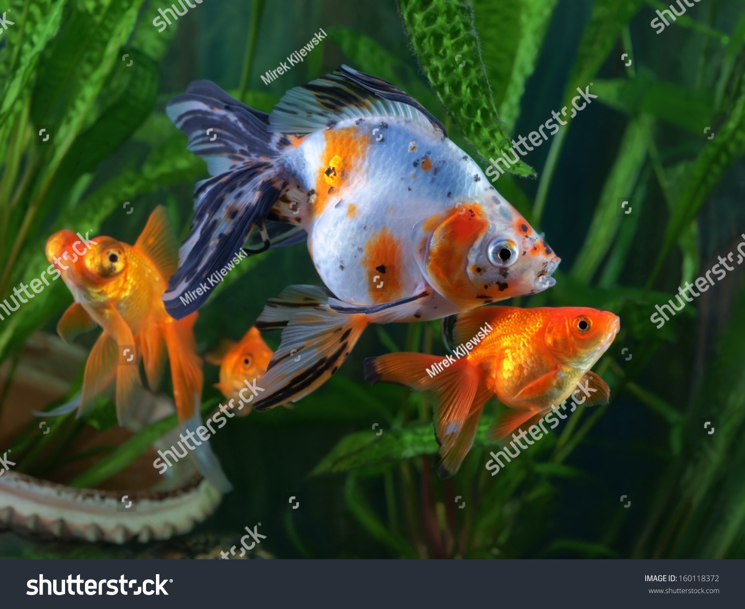 Goldfish  aquarium  a group of fish on the background of aquatic plants