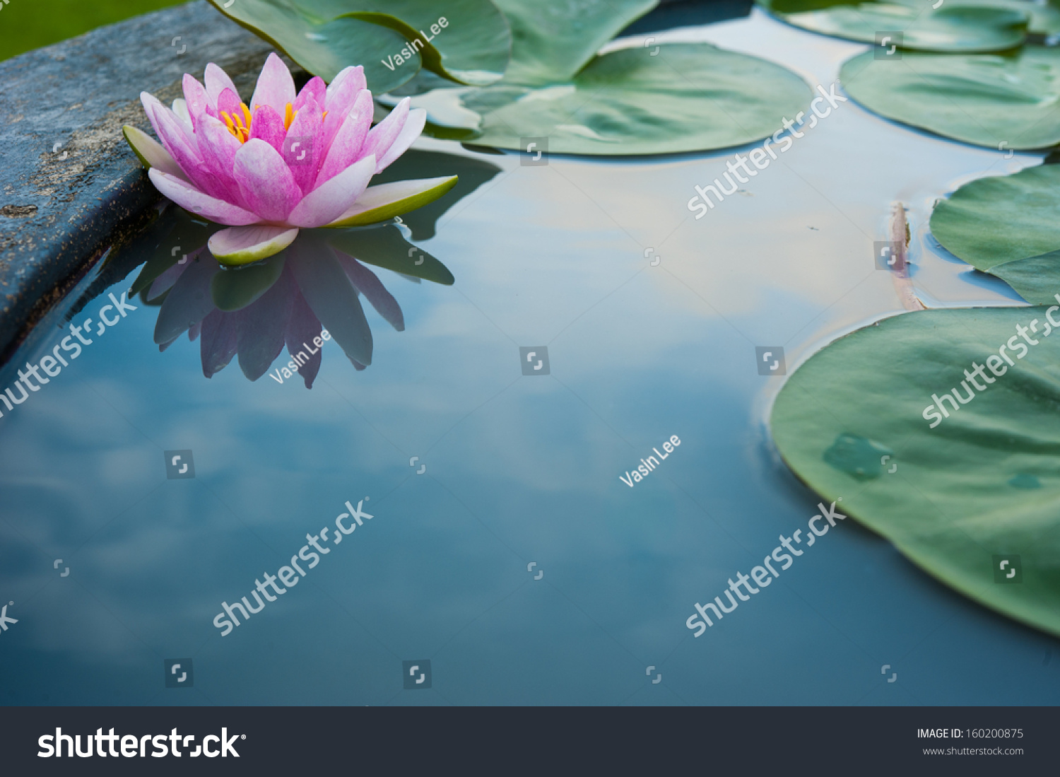 Beautiful Pink Lotus  water plant with reflection in a pond