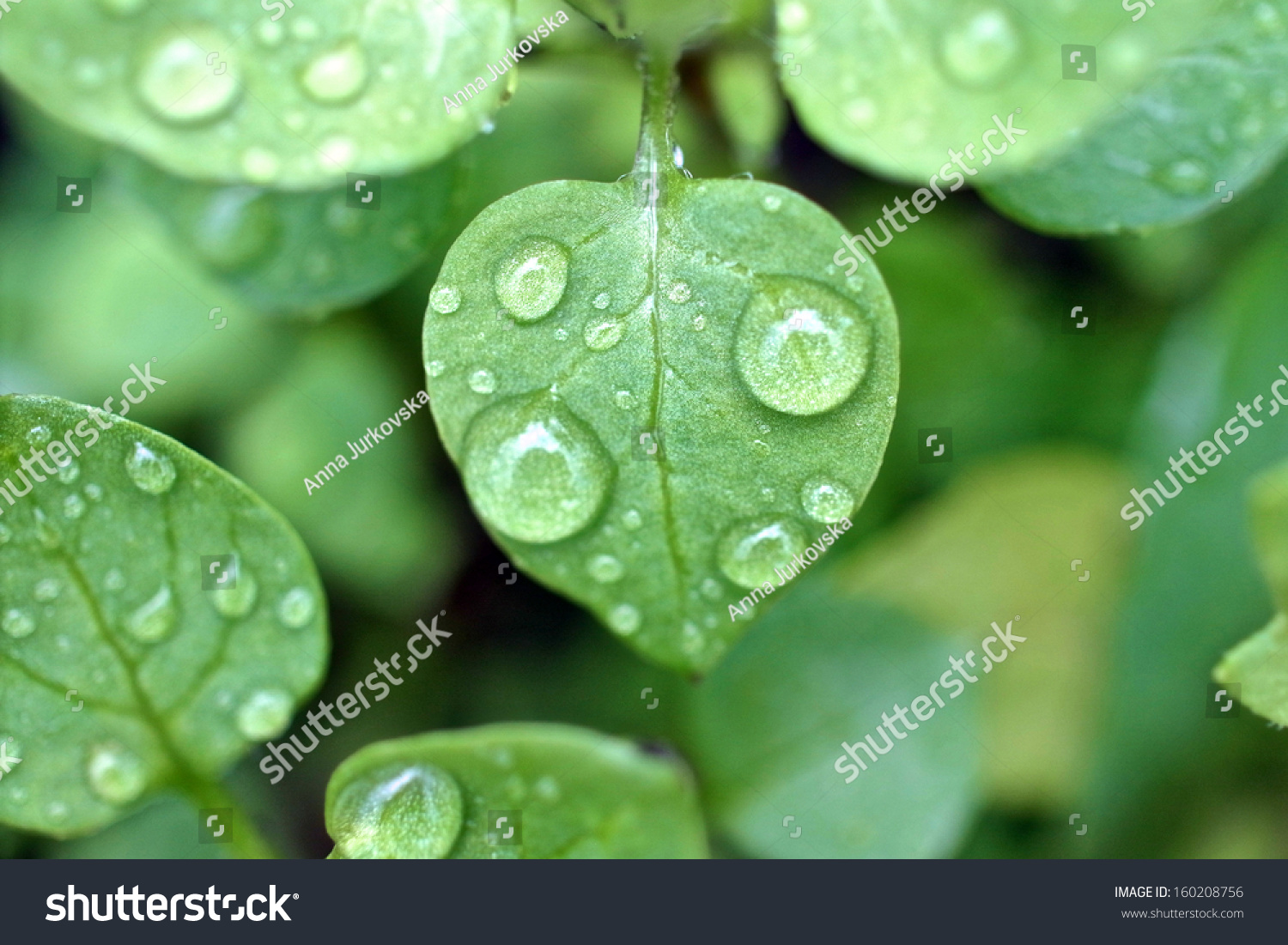 Dew droplets on green leaves