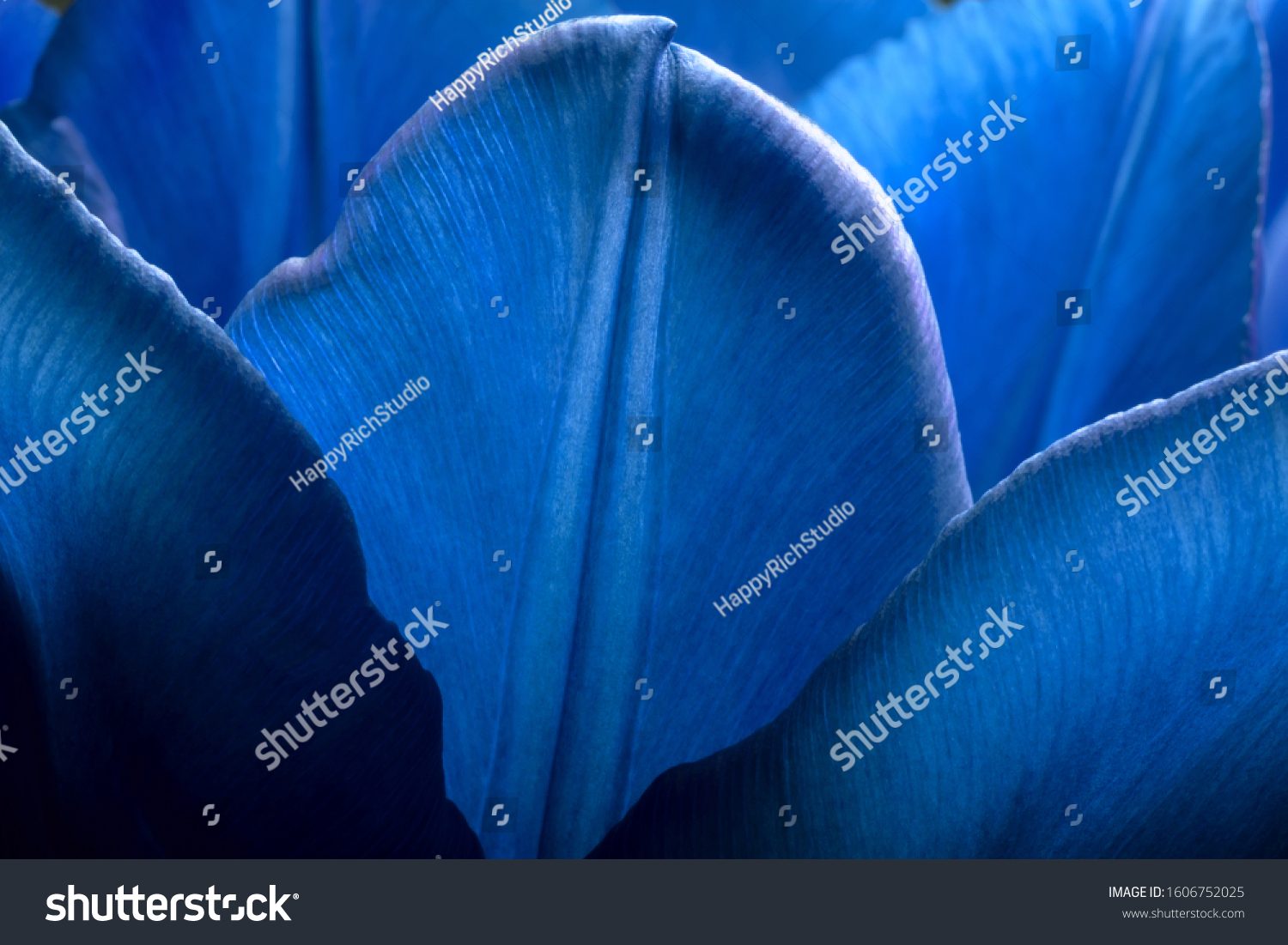 Tulips of deep dark blue color closeup macro. Petals of dark blue trendy phantom blue color tulips close-up macro background texture.
