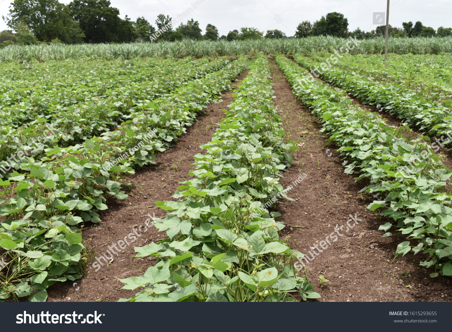 inter cropping. crop rotation. new innovation cotton plant