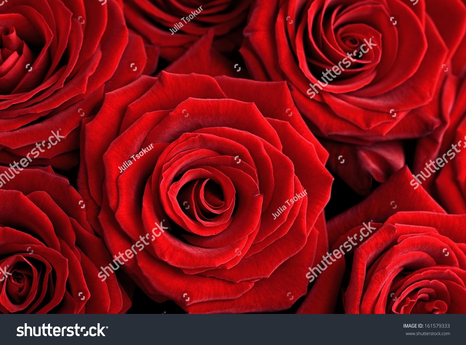 Closeup of a beautiful red roses . Floral background.