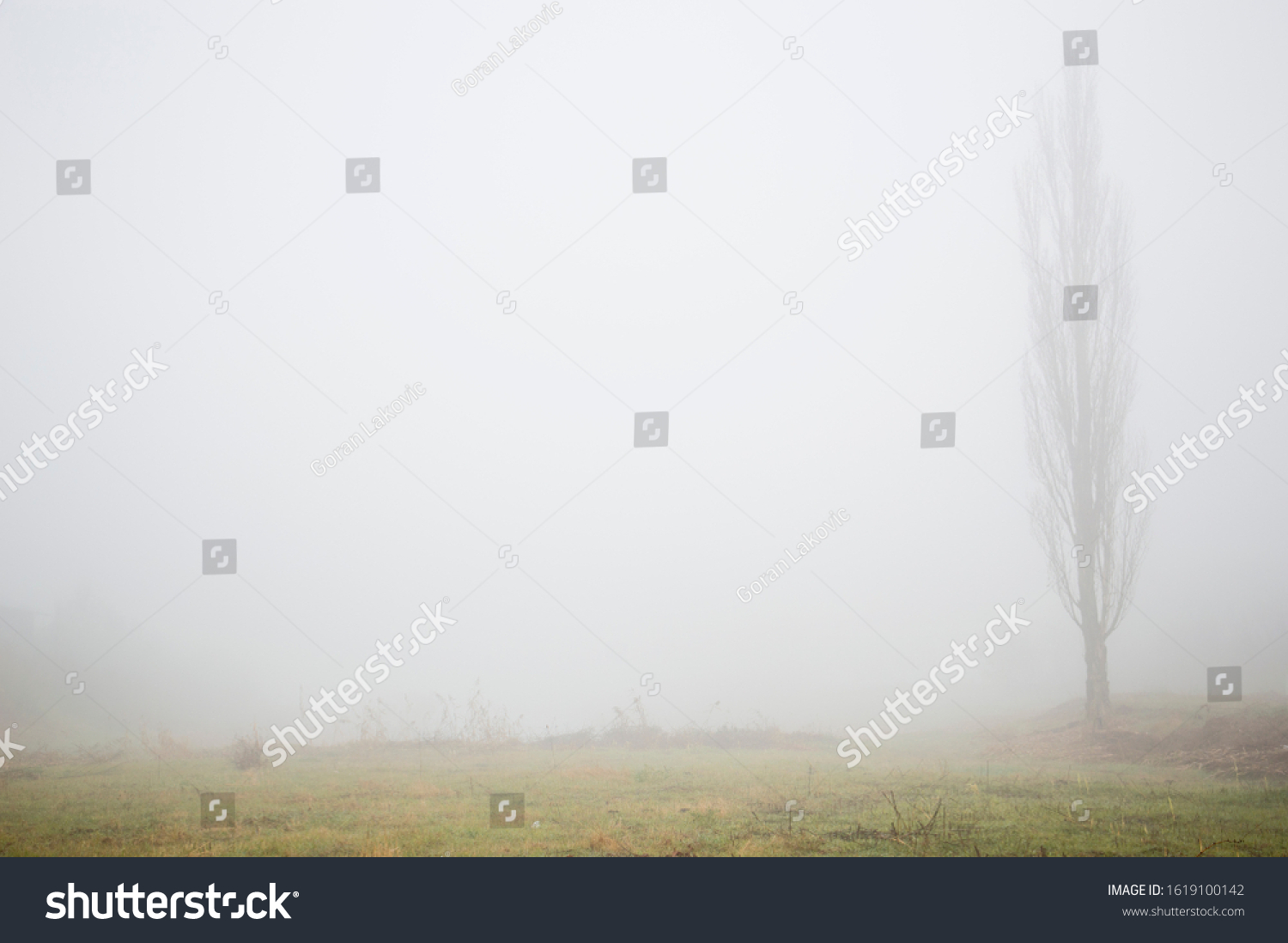 Lombardy poplar tree in the meadow on a
misty winter day