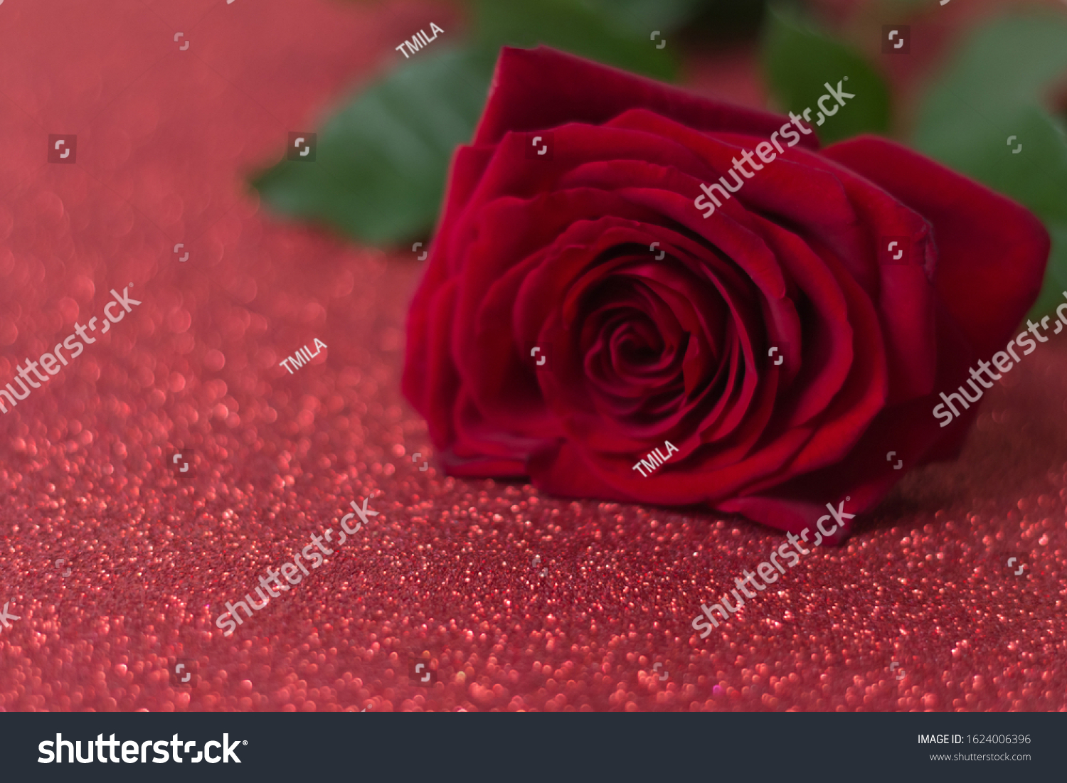 Red rose on a red shiny background. valentine's day  march 8