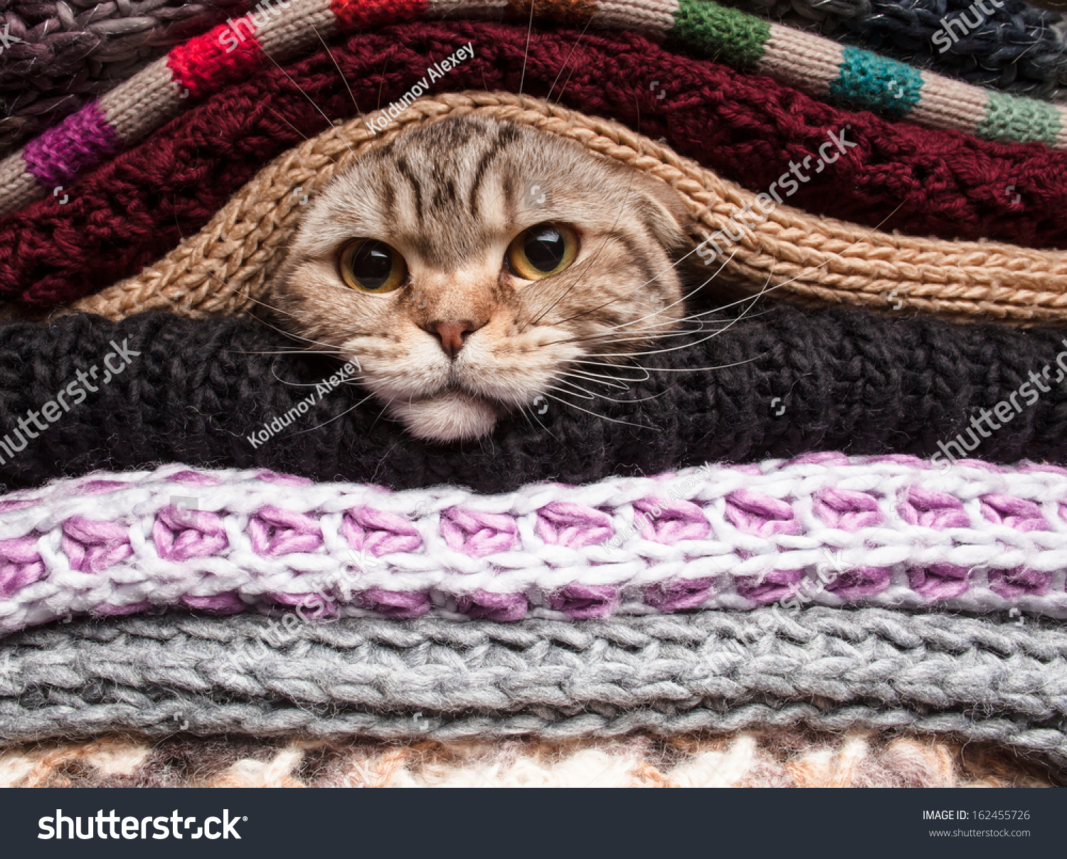 The cat is preparing for winter  wrapped up in a pile of woolen clothes