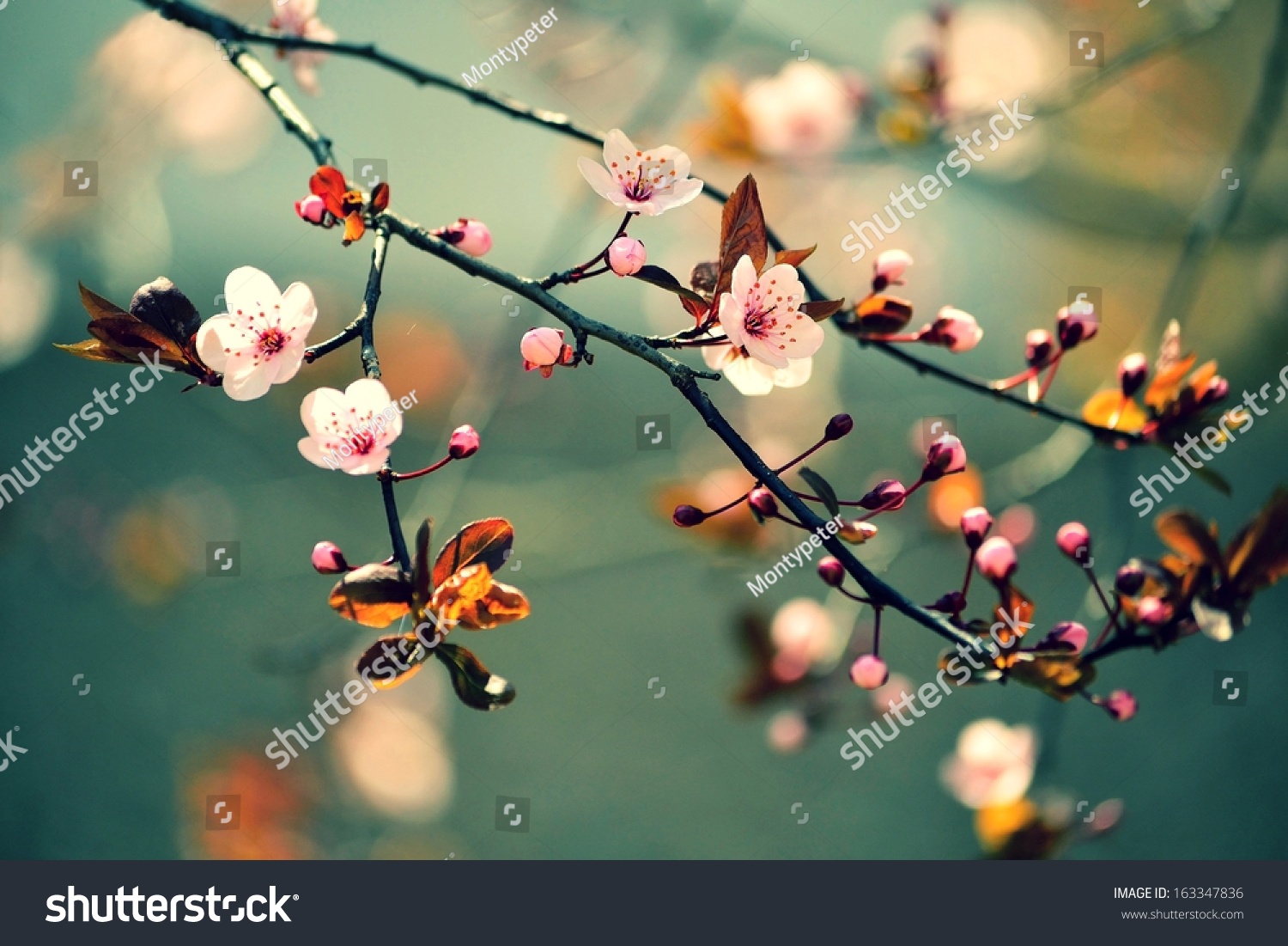 Beautiful flowering Japanese cherry - Sakura. Background with flowers on a spring day. 