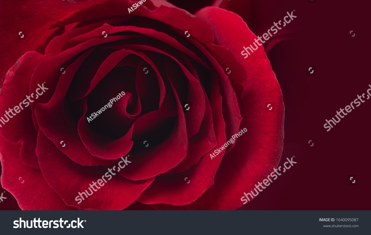 close-up red rose petals texture