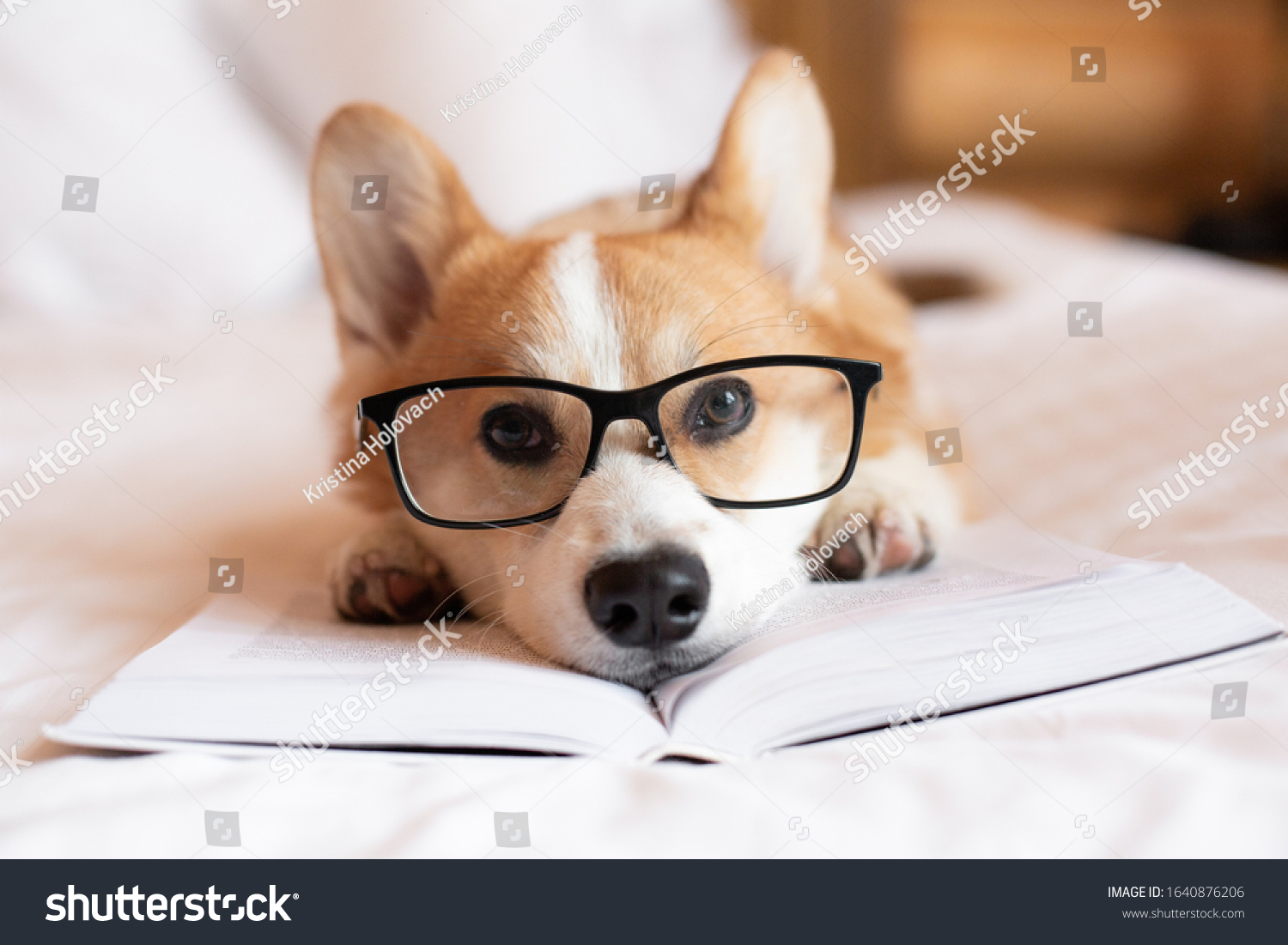 Dog in glasses preparing for the exam  laying on bed and reading a book