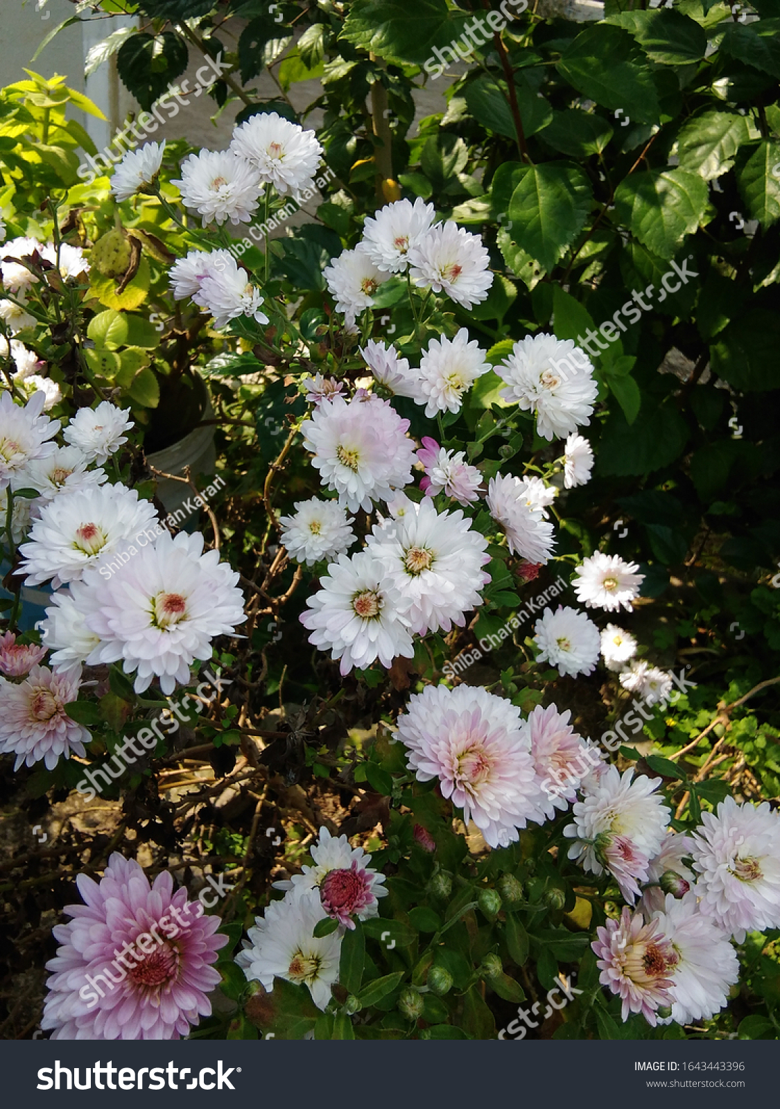 whiteblossomflowerspringseason
