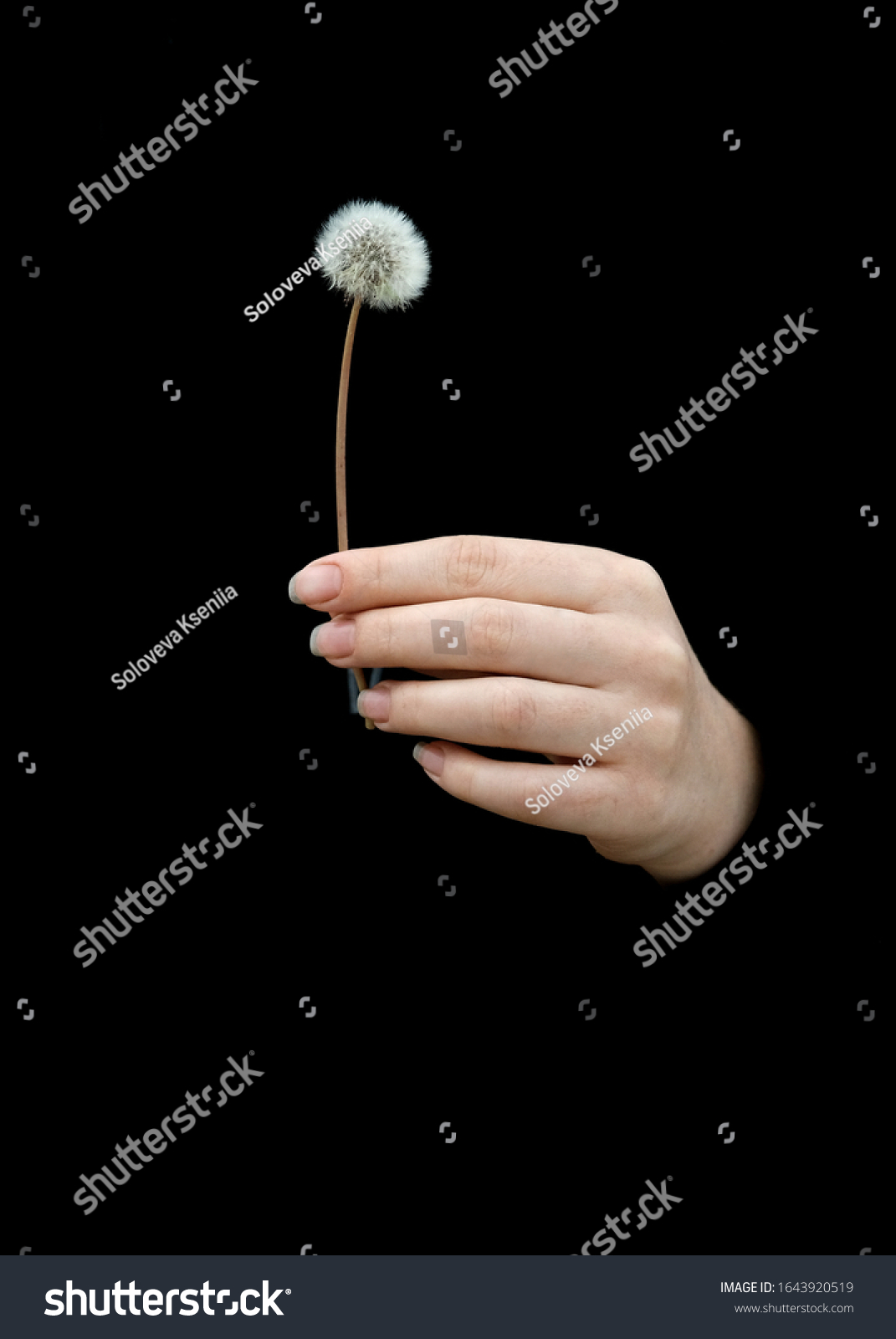 Fluffy dandelion flower in a female hand on a black background. Minimalistic black. Vertical content for social networks wallpapers or screensavers on a smartphone mobile phone. Clean minimal desig