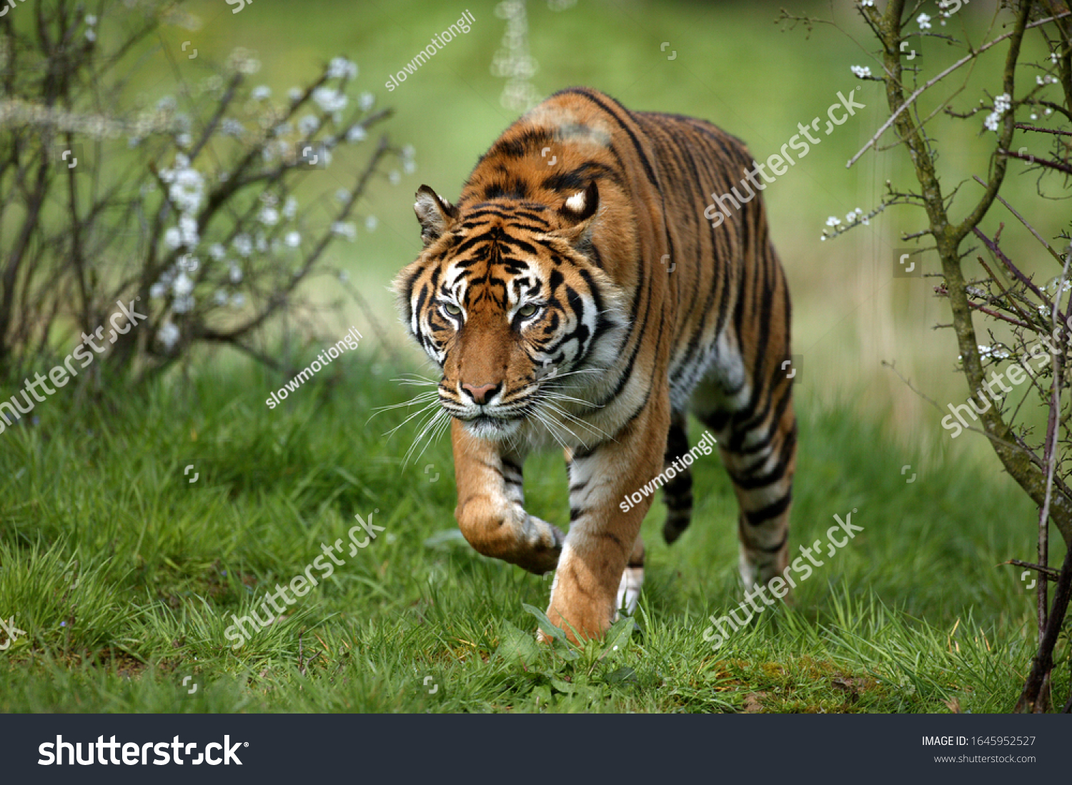 Sumatran Tiger  panthera tigris sumatrae  Adult standing on Grass 