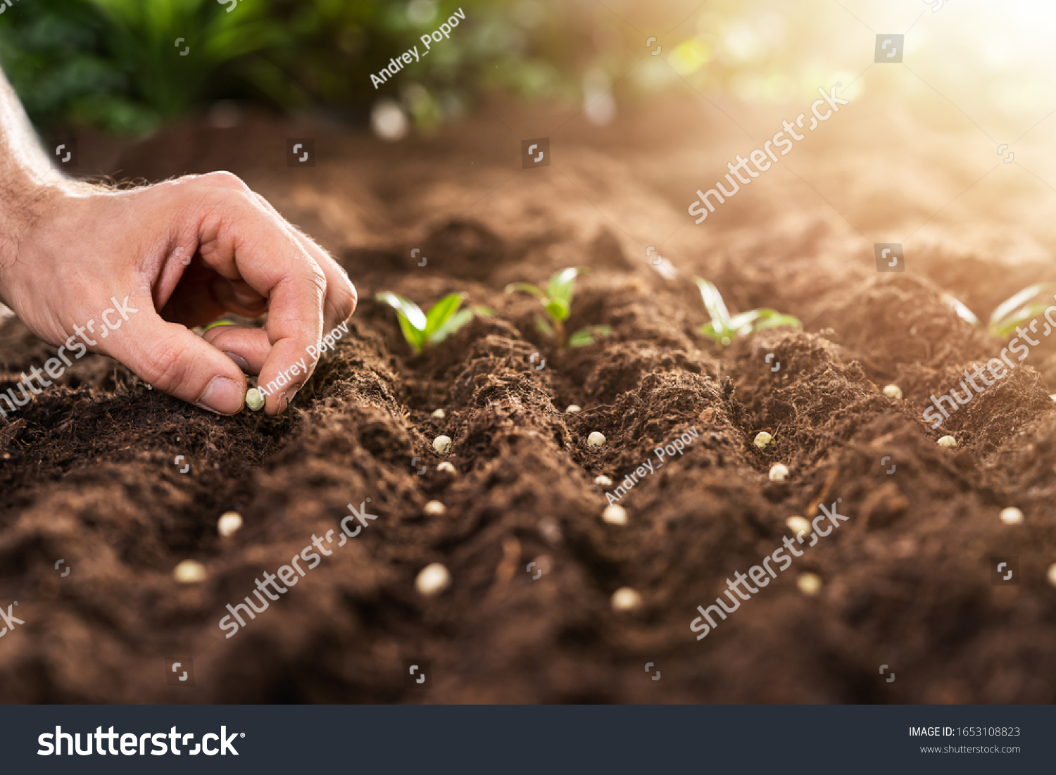 Farmer's Hand Planting Seeds In Soil In Rows