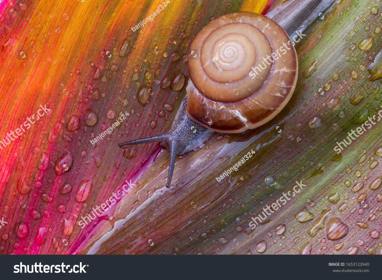 Small brown snail on green leaf Snail crawling on leaf Abstract drops of water on flower leaf Africa  Thailand  Animal  Animal Shell  Animal Wildlife