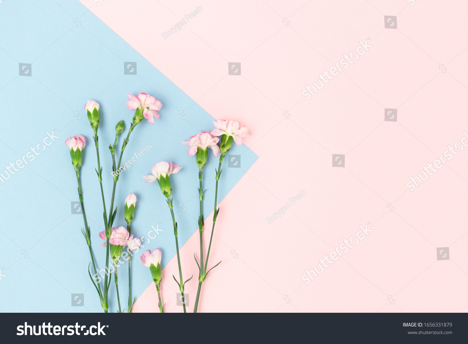 Carnation flowers on a pink and blue pastel background. Floral composition with place for text.