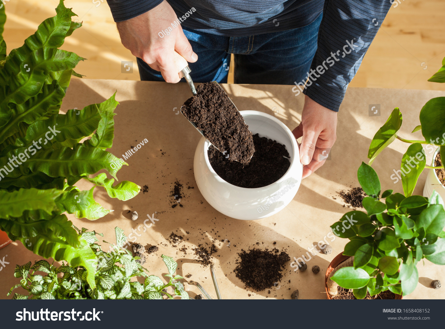 gardening  planting at home. man relocating ficus