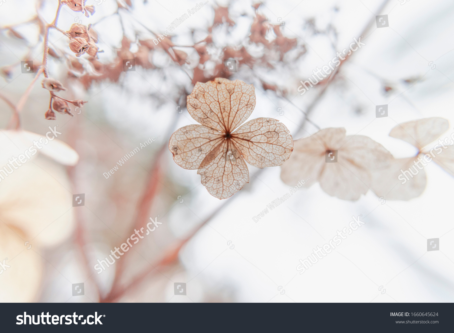 Winter Buds in the Mountains
