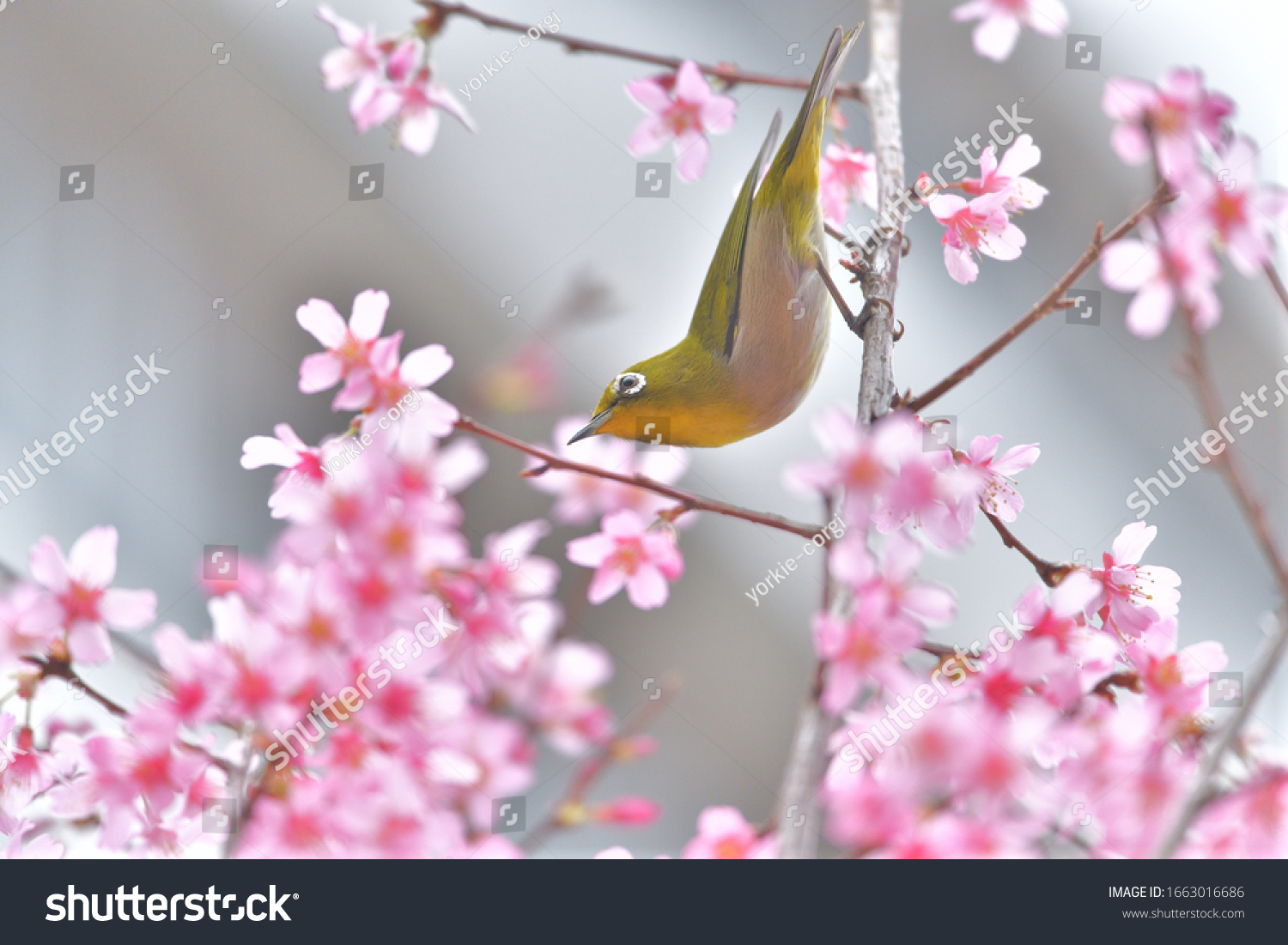 Japanese landscape(Cherry blossoms in full bloom & a bird with beautiful green wings)