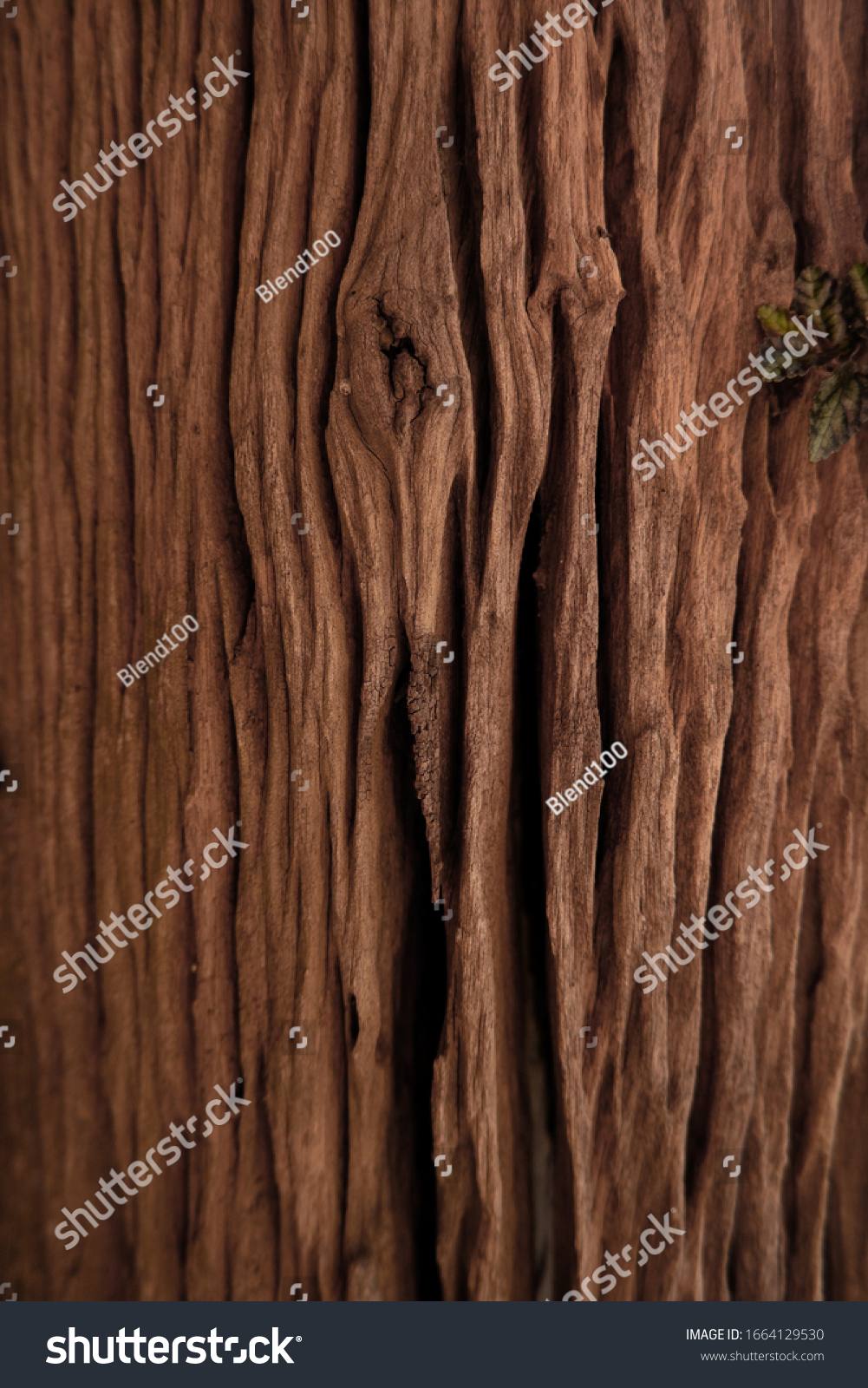Beautiful Brown wood wall texture with natural patterns backgroud