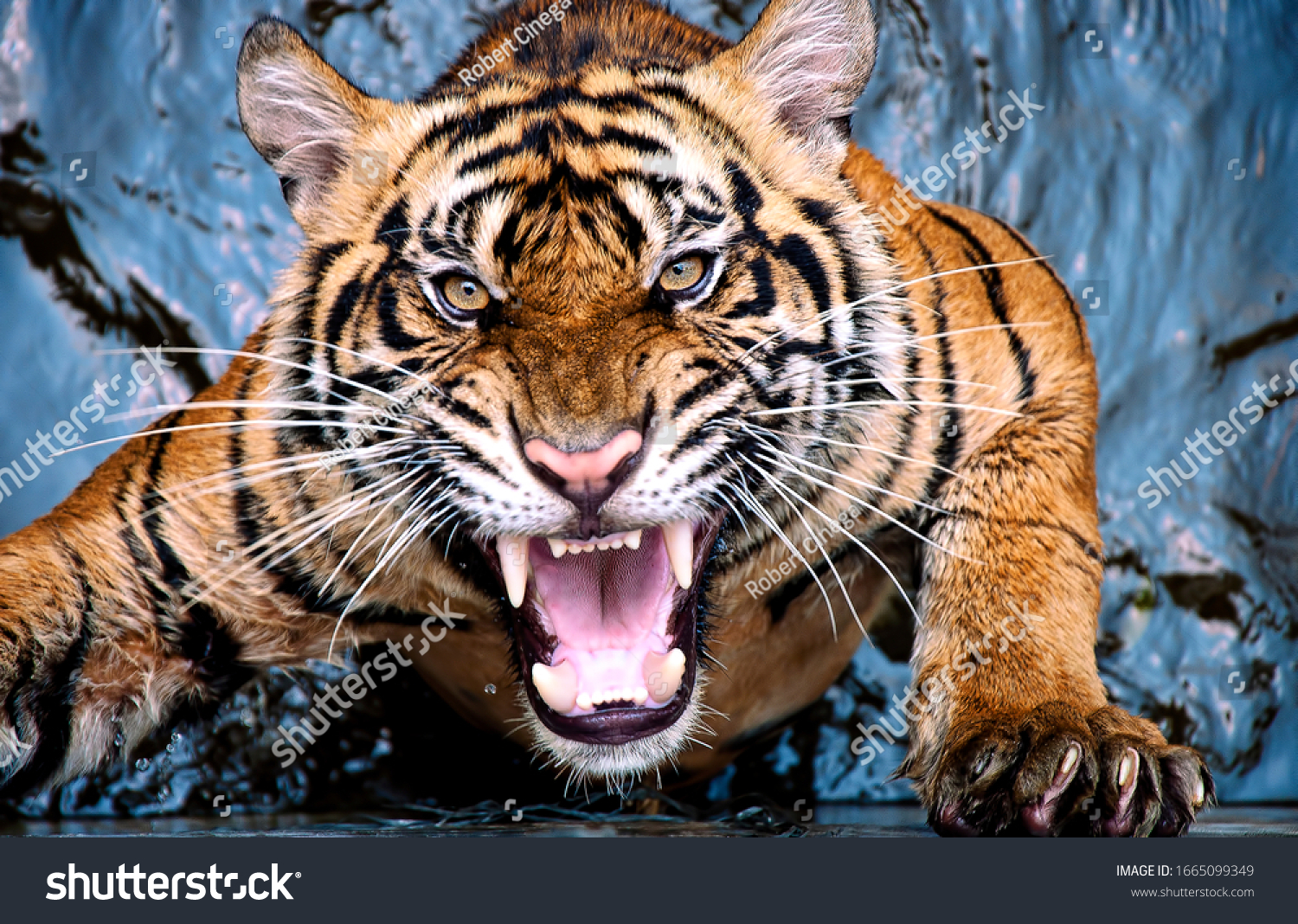 a tiger is angry and shows its fangs