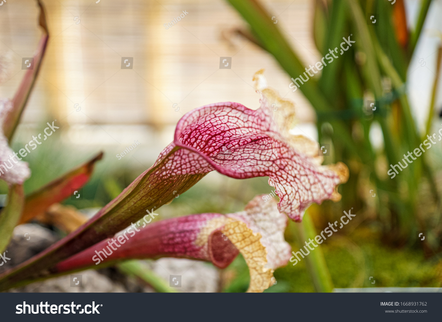 korean large greenhouse native plants