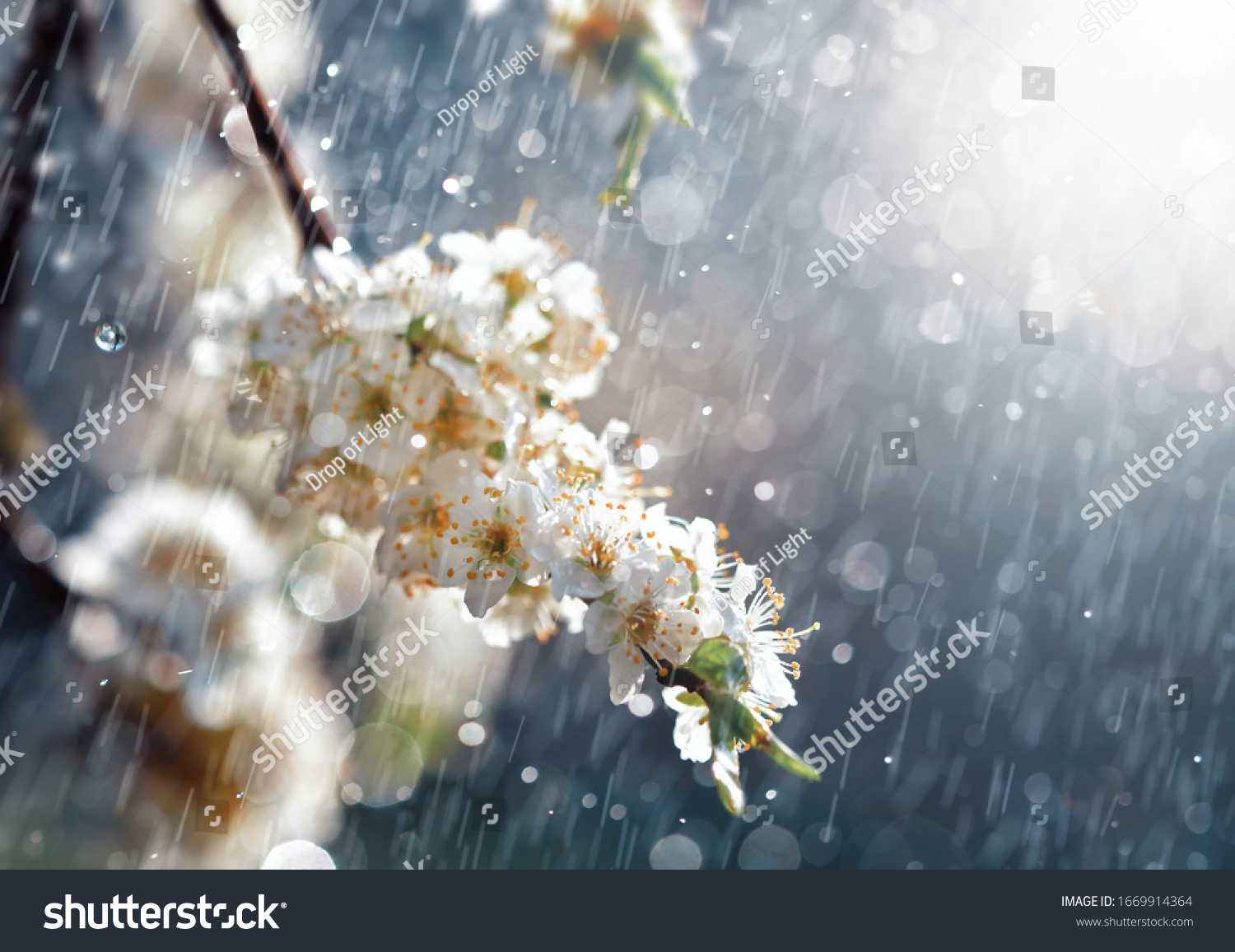 Spring rain in the garden. White flowers of cherry plum in the rain on a spring day. Soft focus and shallow DOF