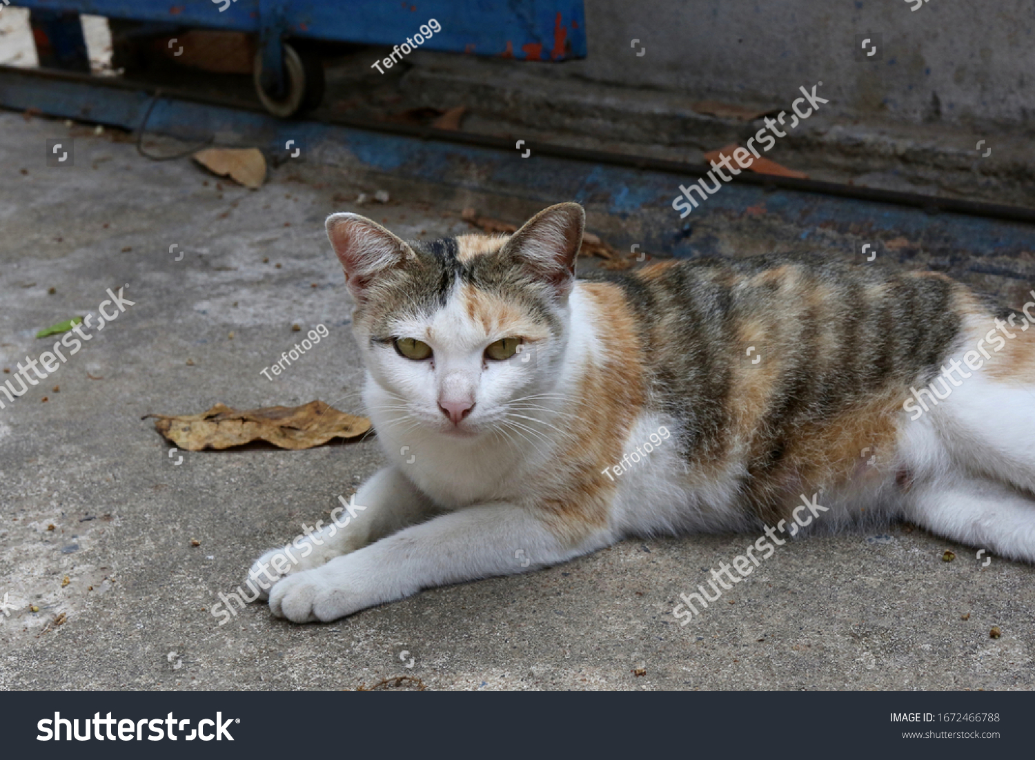 domestic cat sleeping on the cement floor