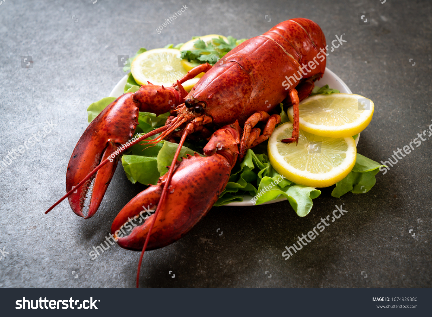 lobster,lobster的中文翻译 lobster,lobster的中文翻译