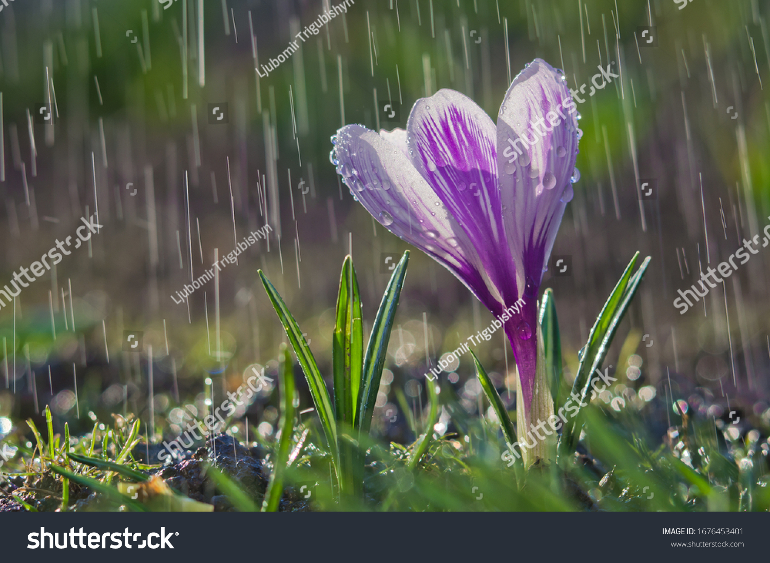 Flower of white-purple crocus on the background of rain drops tracks
