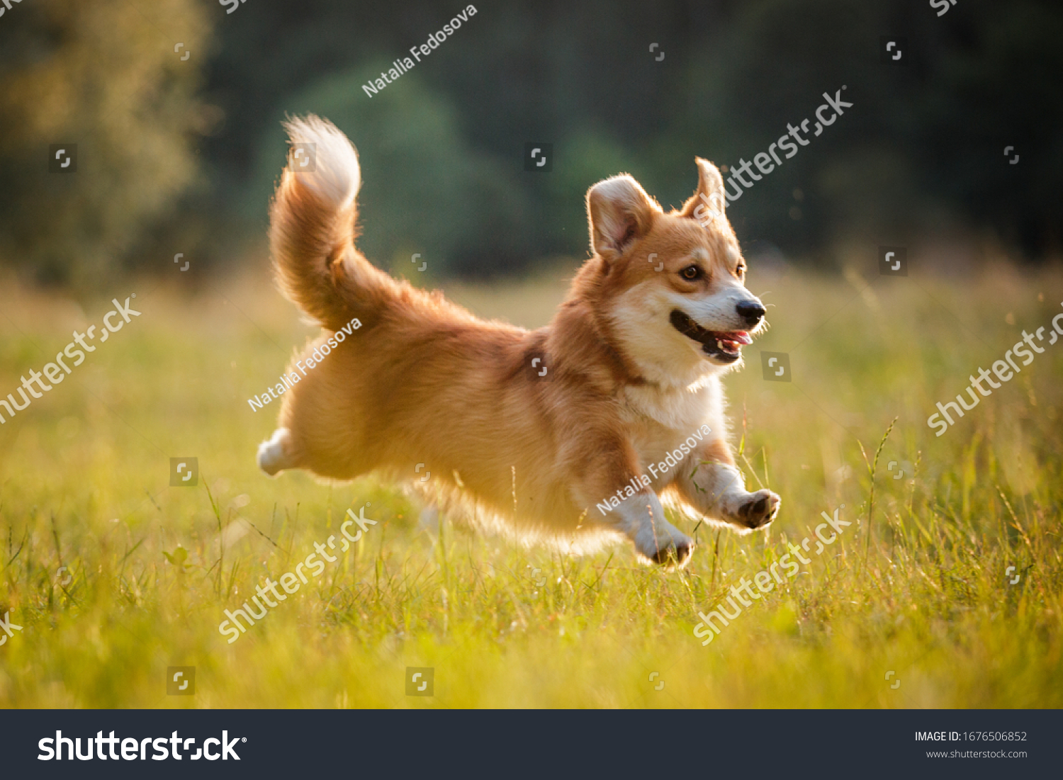 Corgi dog pembroke welsh corgi walking outdoor in summer park