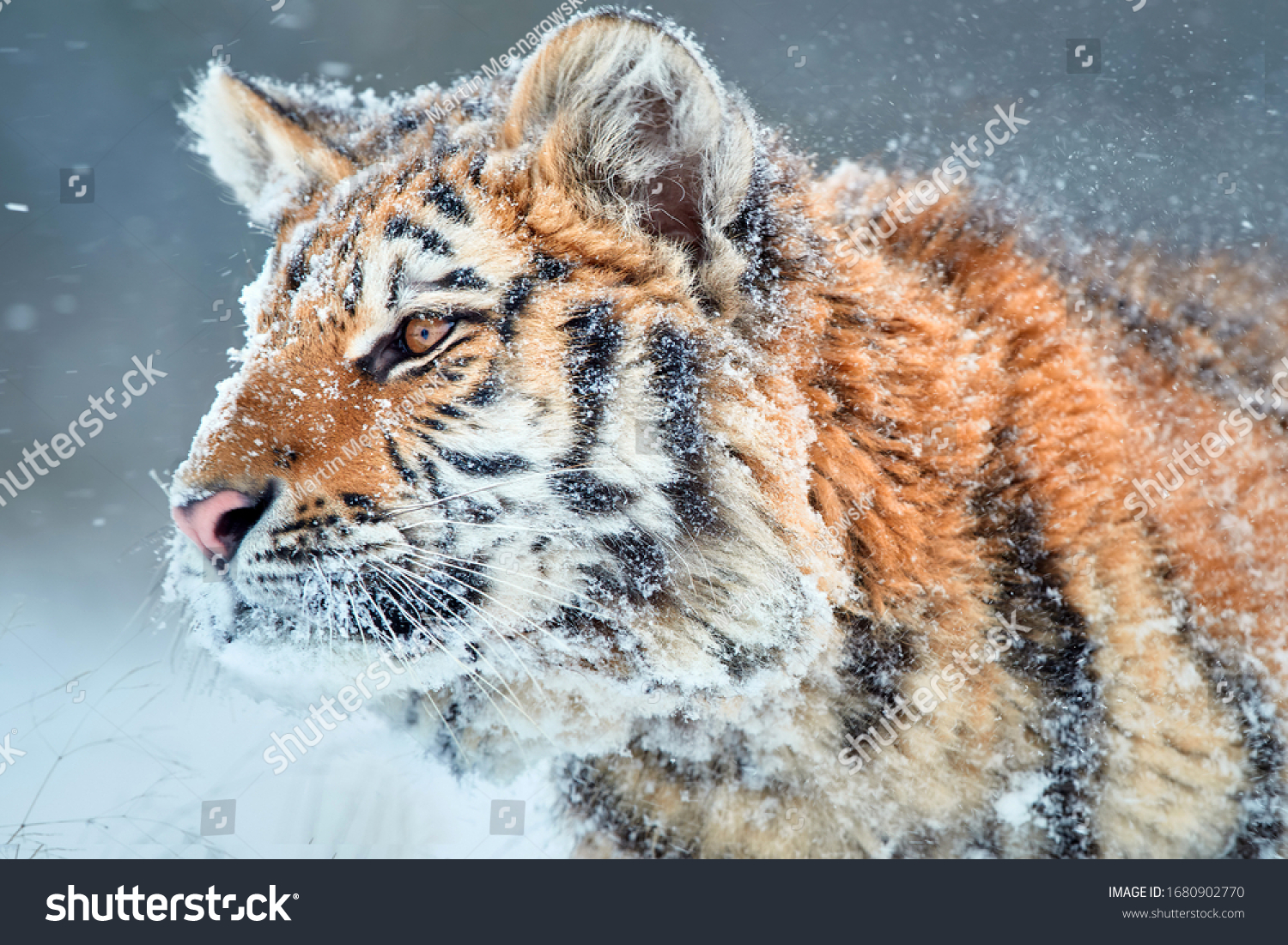 Side portrait of young Siberian tiger  Panthera tigris altaica   male with snow in fur  walking in deep snow during snowstorm. Taiga environment  animal in freezing winter.