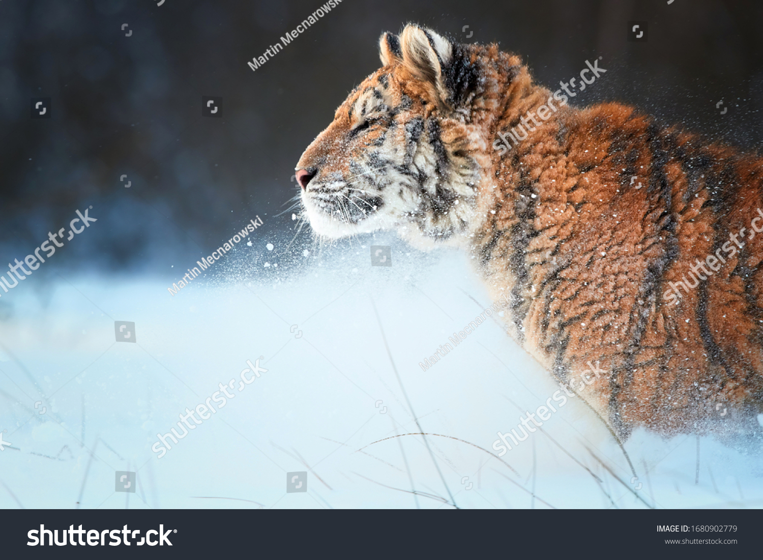 Side portrait of young Siberian tiger  Panthera tigris altaica  male with snow in fur  walking in deep snow against snowstorm. Taiga environment. Animals in freezing cold winter.