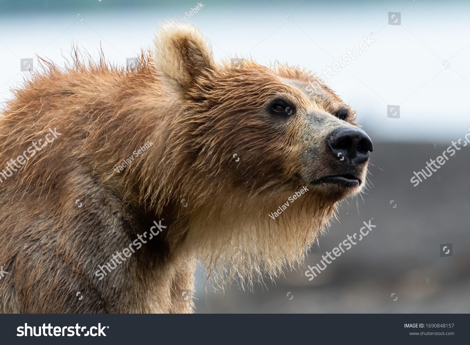 ruling the landscape