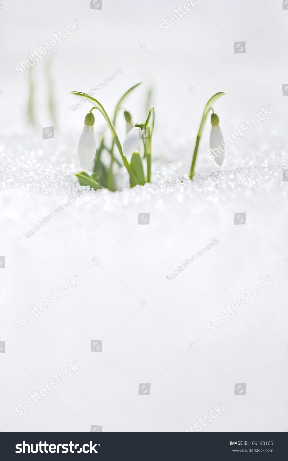 Spring snowdrop flowers with snow in the forest 