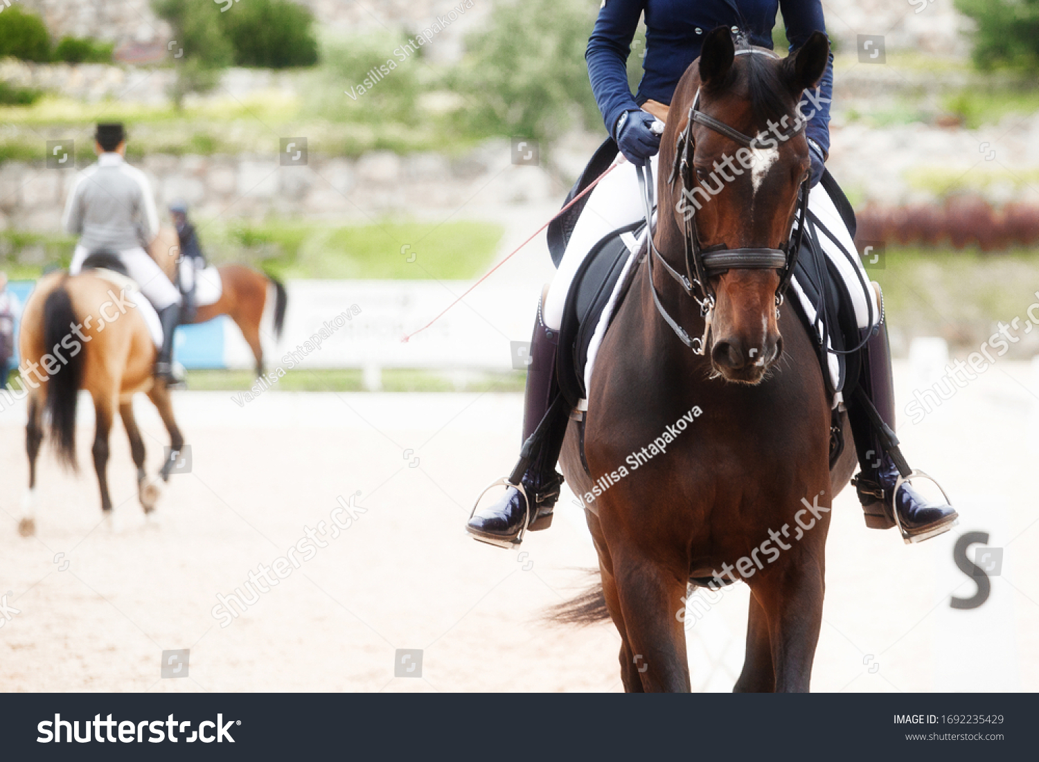 Equestrian sport - dressage black horse
