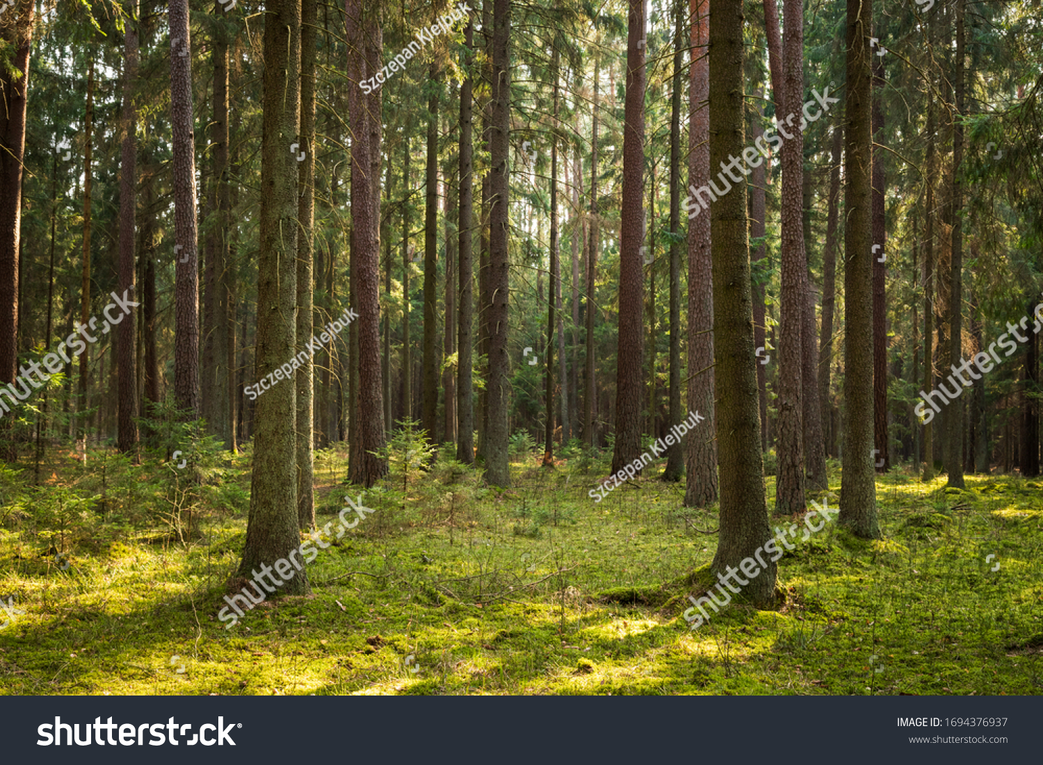A beautiful natural forest in the Knyszyńska Forest