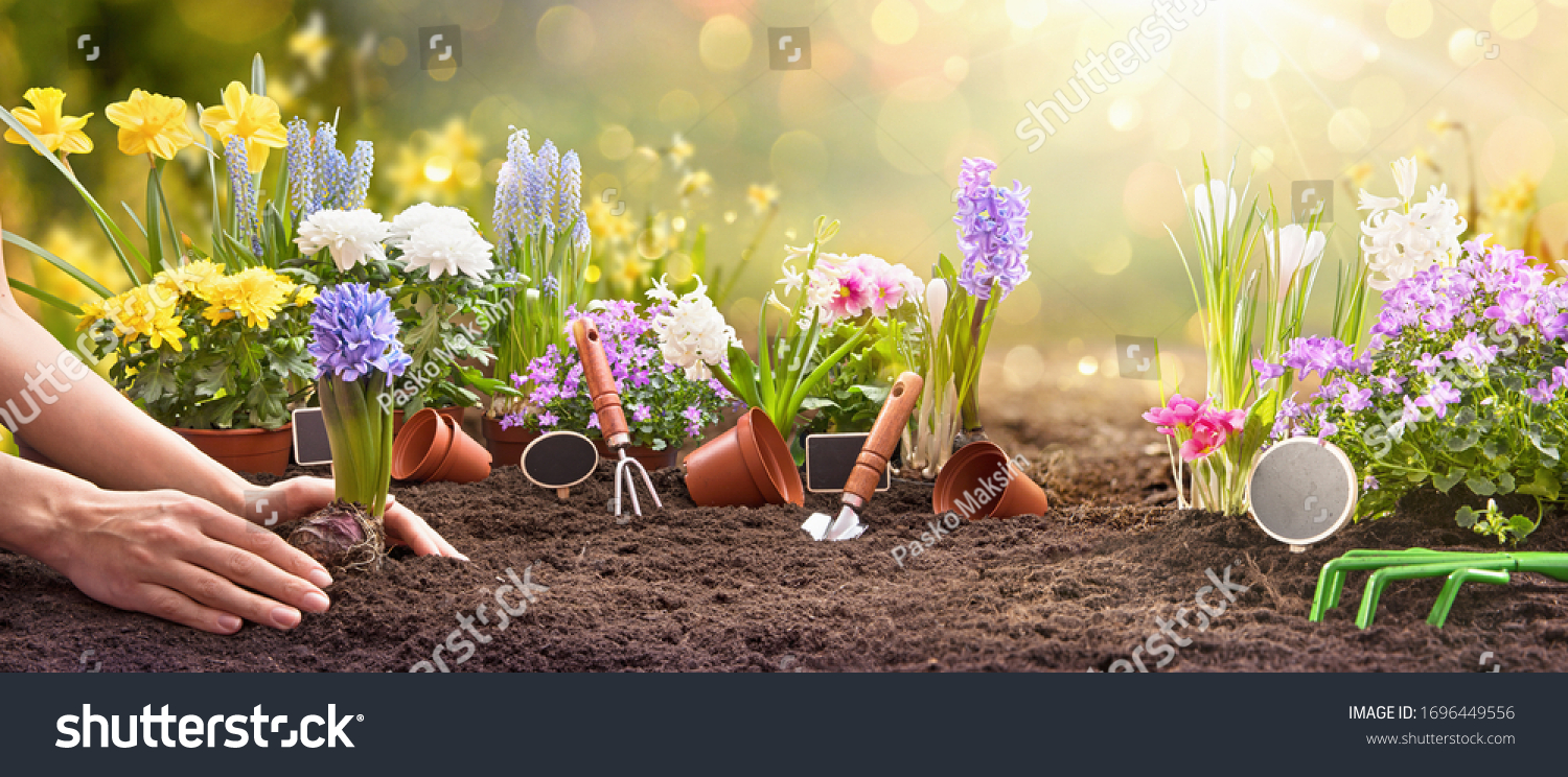 Garden Flowers  Plants and Tools on a Sunny Background. Spring Gardening Works Concept
